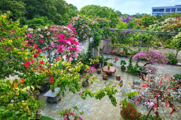 Khuôn viên xanh rộng lớn ngập tràn hoa giấy rực rỡ mang phong cách biệt thự sân vườn sinh thái tại Hồ Tràm Vũng Tàu.