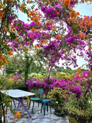 Sala Ho Tram Homestay & Villa có Bàn ghế ngồi uống trà dưới giàn hoa giấy nở rộ được nhiều người chọn chụp hình tại Hồ Tràm Vũng Tàu.
