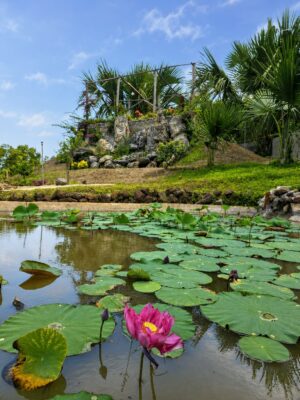 Ao sen trong khu vườn sinh thái Sala Ho Tram Homestay & Villa, không gian xanh yên tĩnh gần biển Hồ Tràm