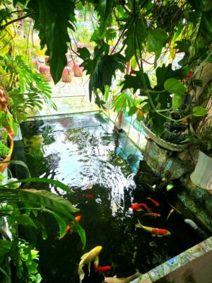 Hồ cá Koi xanh mát với cây cảnh nhiệt đới tại Sala Ho Tram Homestay & Villa, Hồ Tràm
