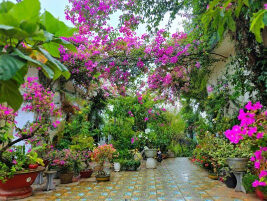 Sân vườn xanh mát tại Sala Ho Tram Homestay & Villa, chỗ nghỉ gần biển Hồ Tràm có không gian yên tĩnh, nhiều cây xanh, phù hợp cho gia đình, cặp đôi và du khách thích trải nghiệm thiên nhiên.